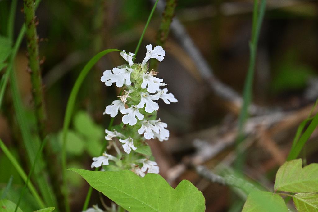 2025-05168606 Broad Meadow Brook, MA.JPG - Bugleherb. Broad Meadow Brook Wildlife Sanctuary, MA, 5-16-2025